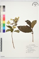 藏品(水亞木)的圖片