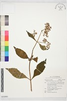 藏品(毛敗醬)的圖片