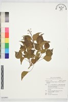 藏品(三菱果樹參)的圖片