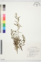 藏品(魁蒿)的圖片