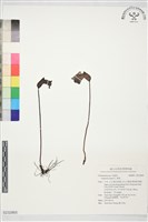 藏品(野菰)的圖片