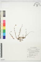 藏品(狗娃花)的圖片