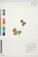 藏品(濱豇豆)的圖片