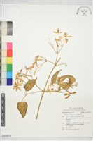 藏品(圓錐鐵線蓮)的圖片