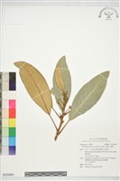 藏品(山欖、樹青)的圖片