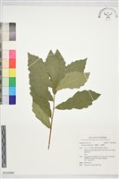 藏品(大槲樹、大槲櫟)的圖片