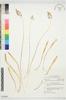 藏品(綿棗兒)的圖片