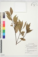 藏品(沖繩栲)的圖片