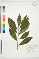 藏品(珠砂根)的圖片