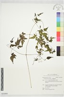 藏品(小葉鐵線蓮)的圖片