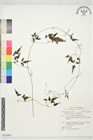 藏品(小葉鐵線蓮)的圖片