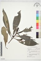 藏品(九節木、牛屎烏、青龍吐霧)的圖片