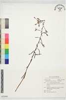 藏品(山林無葉蘭)的圖片