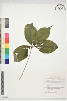 藏品(及己)的圖片