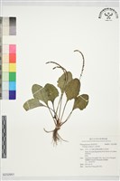 藏品(車前草)的圖片