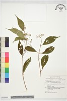 藏品(蘭嶼女兒茶)的圖片