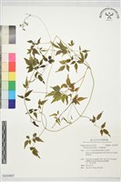 藏品(小葉鐵線蓮)的圖片