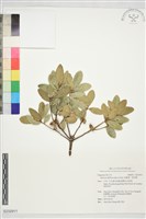 藏品(烏剛櫟、栳芽櫟)的圖片