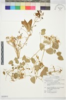 藏品(圓錐鐵線蓮)的圖片