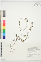 藏品(斑地錦)的圖片