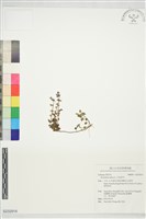 藏品(印度黃芩)的圖片