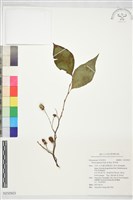 藏品(野茉莉)的圖片