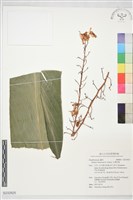 藏品(台灣月桃)的圖片