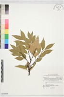 藏品(沖繩栲)的圖片