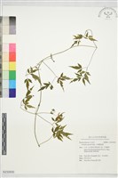 藏品(小葉鐵線蓮)的圖片