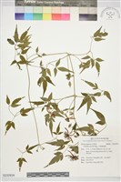 藏品(小葉鐵線蓮)的圖片