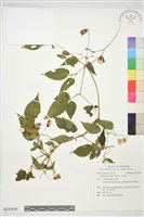 藏品(小木通)的圖片