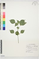 藏品(華九頭獅子草)的圖片