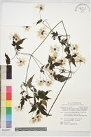 藏品(巴氏鐵線蓮)的圖片