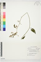 藏品(蔓黃菀)的圖片