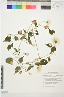 藏品(小木通)的圖片