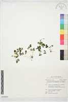 藏品(鐵線蕨葉人字果、臺灣人字果)的圖片