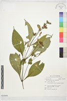 藏品(臺灣馬蘭)的圖片