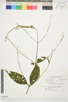 藏品(土牛膝)的圖片