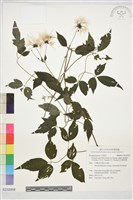 藏品(巴氏鐵線蓮)的圖片