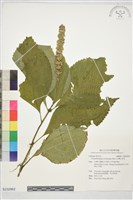 藏品(台灣白木草)的圖片