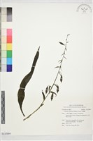 藏品(白鶴蘭)的圖片