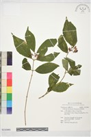 藏品(銳葉紫珠)的圖片