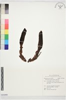 藏品(穗花蛇菰)的圖片