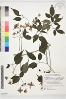 藏品(巴氏鐵線蓮)的圖片