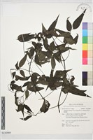 藏品(田村氏鐵線蓮)的圖片