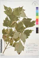 藏品(台灣牡丹藤、台灣草牡丹)的圖片