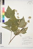 藏品(台灣牡丹藤、台灣草牡丹)的圖片