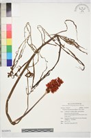 藏品(羽葉天南星)的圖片