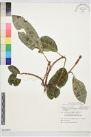 藏品(大枝掛繡球)的圖片