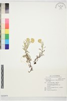 藏品(鼠麴草)的圖片